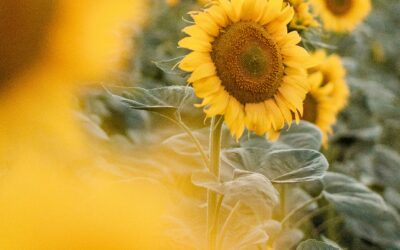 Workshop Mediumschap voor Beginners – Spirit & Jij